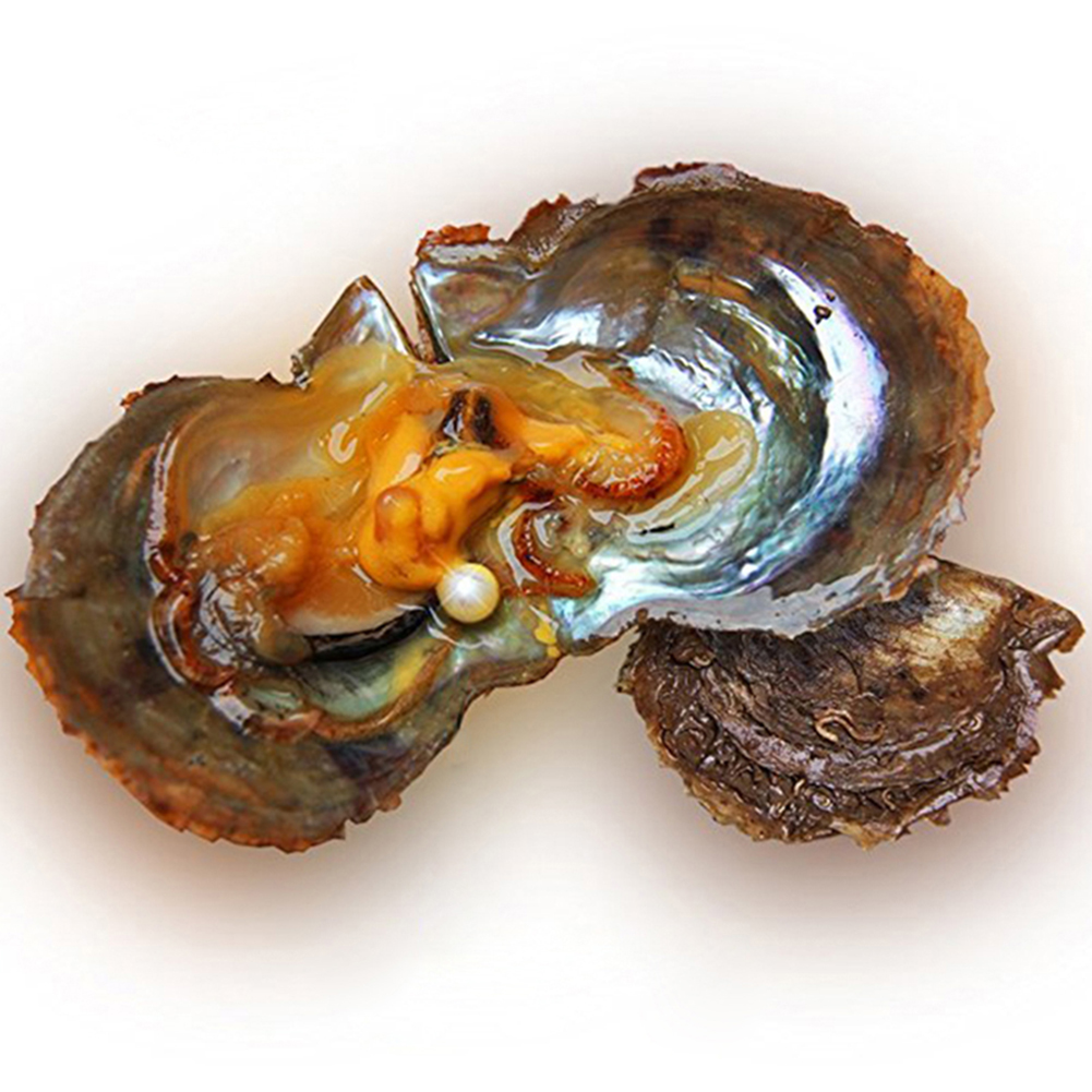 1/10/25/50pcs Akoya Pearl Oysters With Pearl 67mm/7.58mm Pearl Inside Gift UK eBay