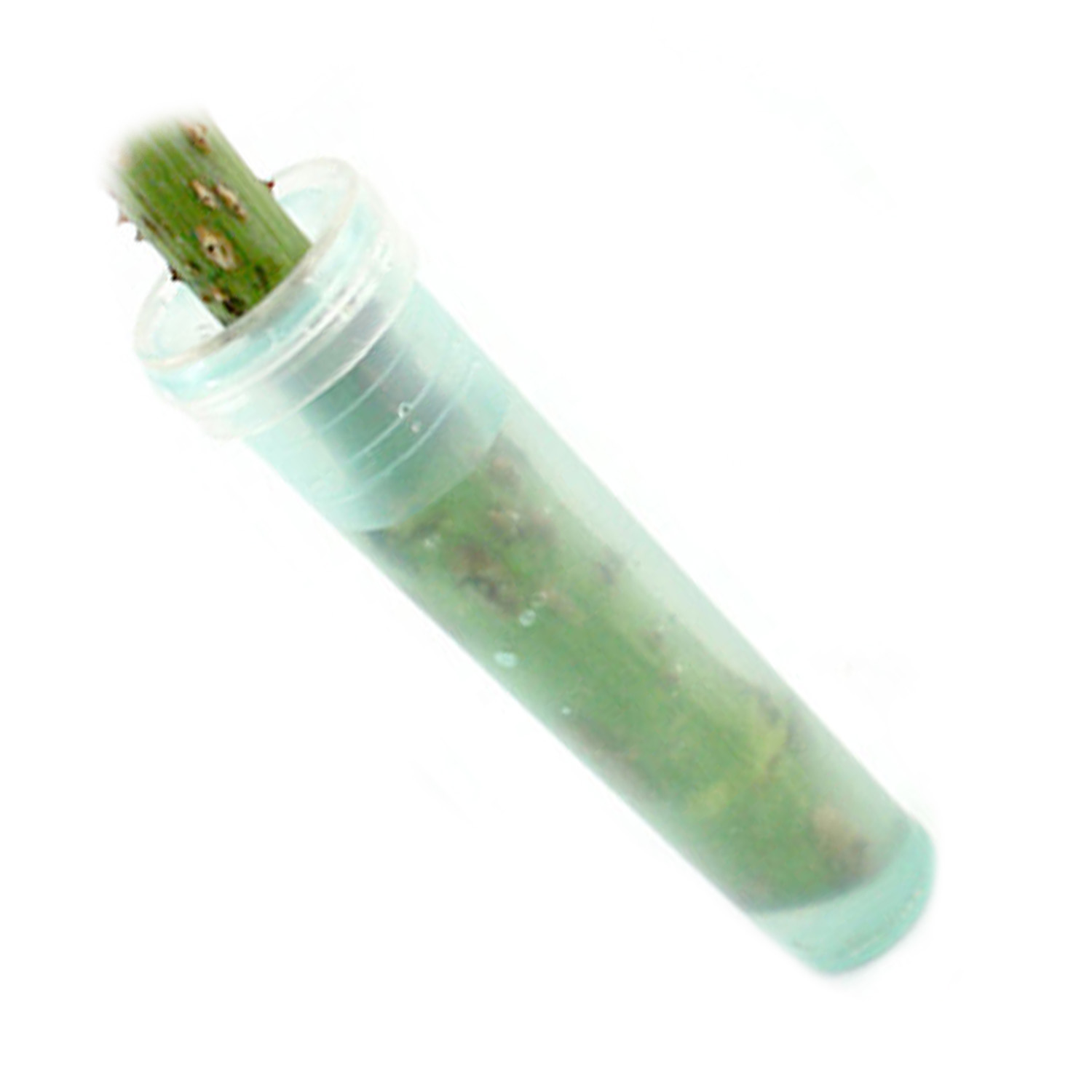 50Pcs 3" Clear Floral Water Standard Tubes Vials Planter With Caps eBay