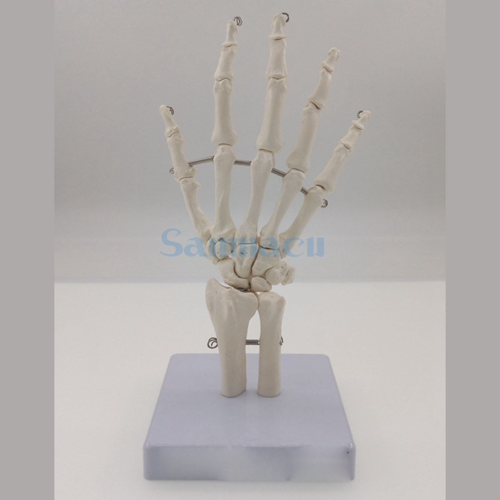 Life Size Human Hand Joint Bone Skeleton Anatomical Model Medical