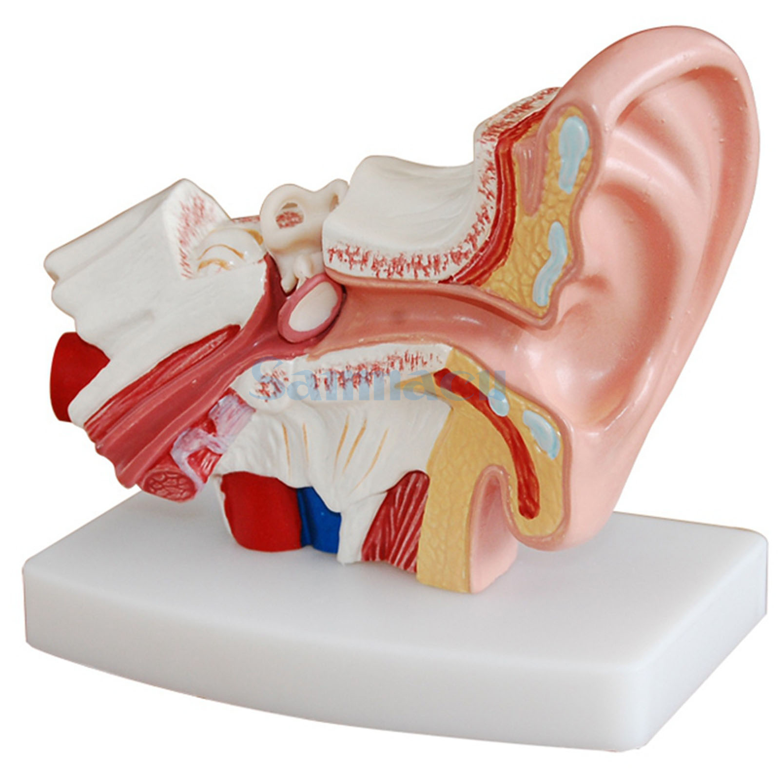 1.5X Life Size Human Ear Anatomy Medical Model Non-removable On Base | eBay