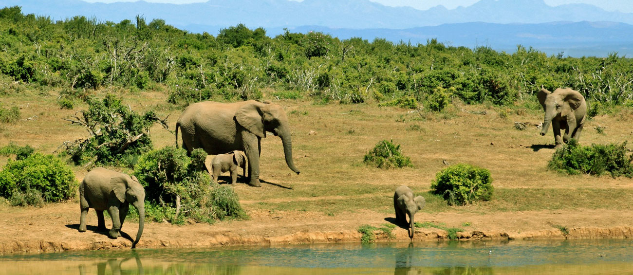 Bali Safari and Marine Park