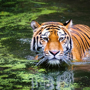 Visit Jim Corbett National Park