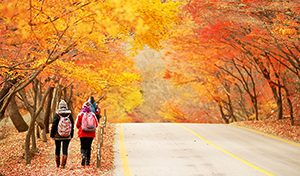 10 Tempat Wisata Di Korea Selatan Saat Musim Gugur Paling