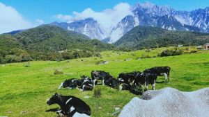 Desa Cattle Dairy Farm