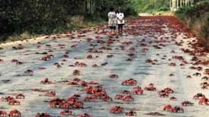 Pulau Kepiting