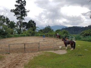 Quarter Horse