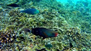 Redang Marine Park
