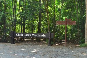 Chek Jawa