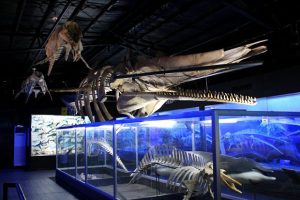 DBone Collector Museum