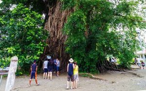 Millenium-Balete-Tree