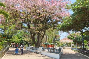Ruta de las Flores