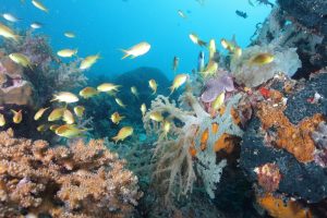 Scuba-Diving-in-Mactan
