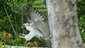 taman Bakau Talabong & Suaka Burung dumaguete