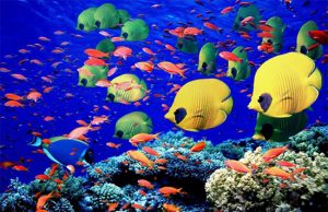 HP Reef dan Manta Point