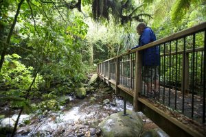 Ruakuri Bush Walk