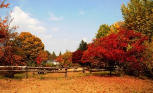 Wisata-ke-Chuncheon-Gangwo
