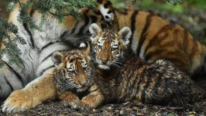 natureland