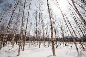 wointerscapes winter sonata