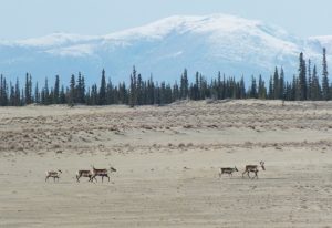 Kobuk Valley National Park