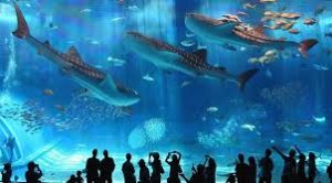 Hurghada Grand Aquarium