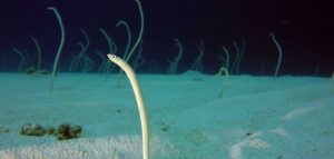 eel-garden