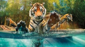 Asutralia zoo