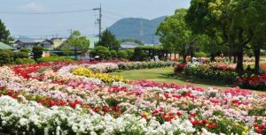 Rose garden