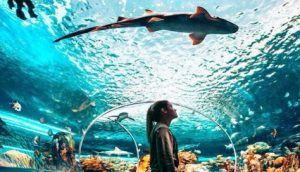 aquarium ripleys