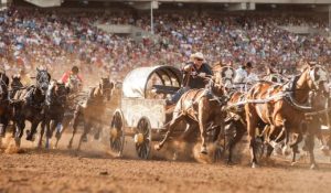 calgary stampede