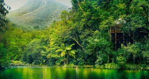 daintree