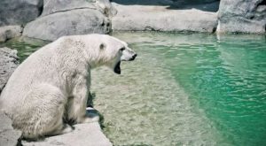toronto zoo