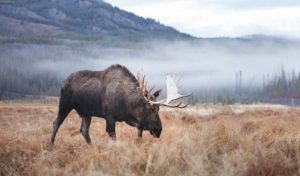 yukon wild