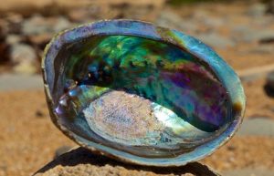 paua