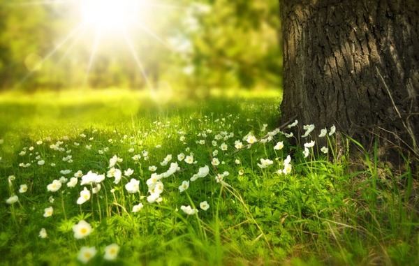 Thumb spring tree flowers meadow 60006