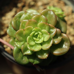 Thumb flower 2685958 1280 1