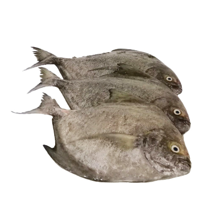 Fish Native Pampano