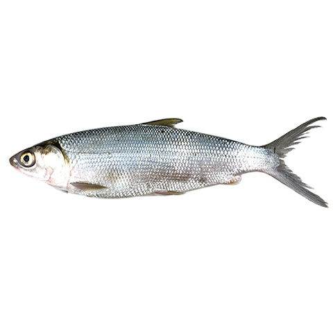 Bangus