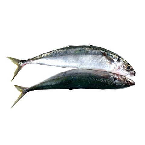 Galunggong