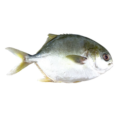 Pampano