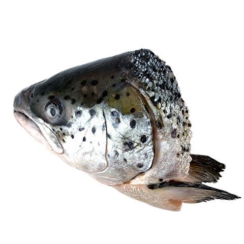 Pink Salmon Ulo