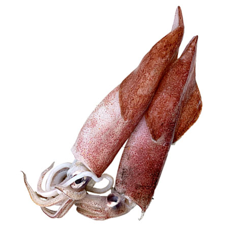 Pusit