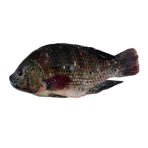 Tilapia