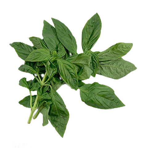 Basil
