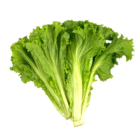 Green Ice Lettuce or Lolo Rosa