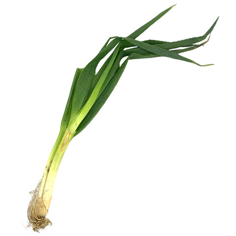 Leek