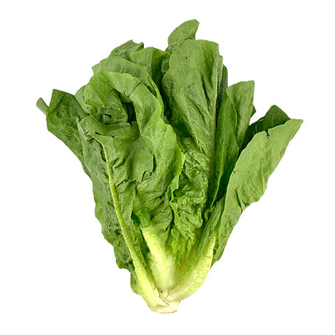 Romaine Lettuce