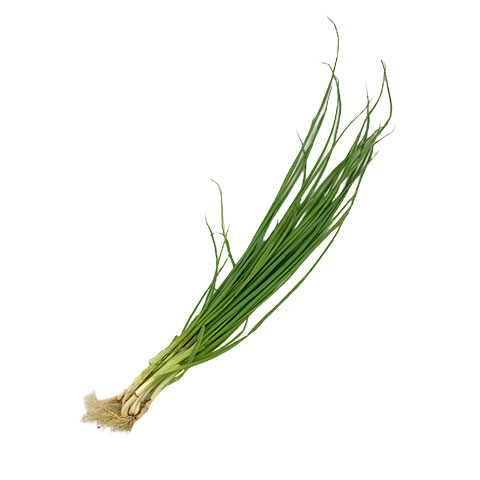 Spring Onion