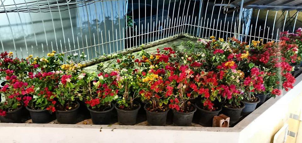 This is the image of the GO INN Thapae #5