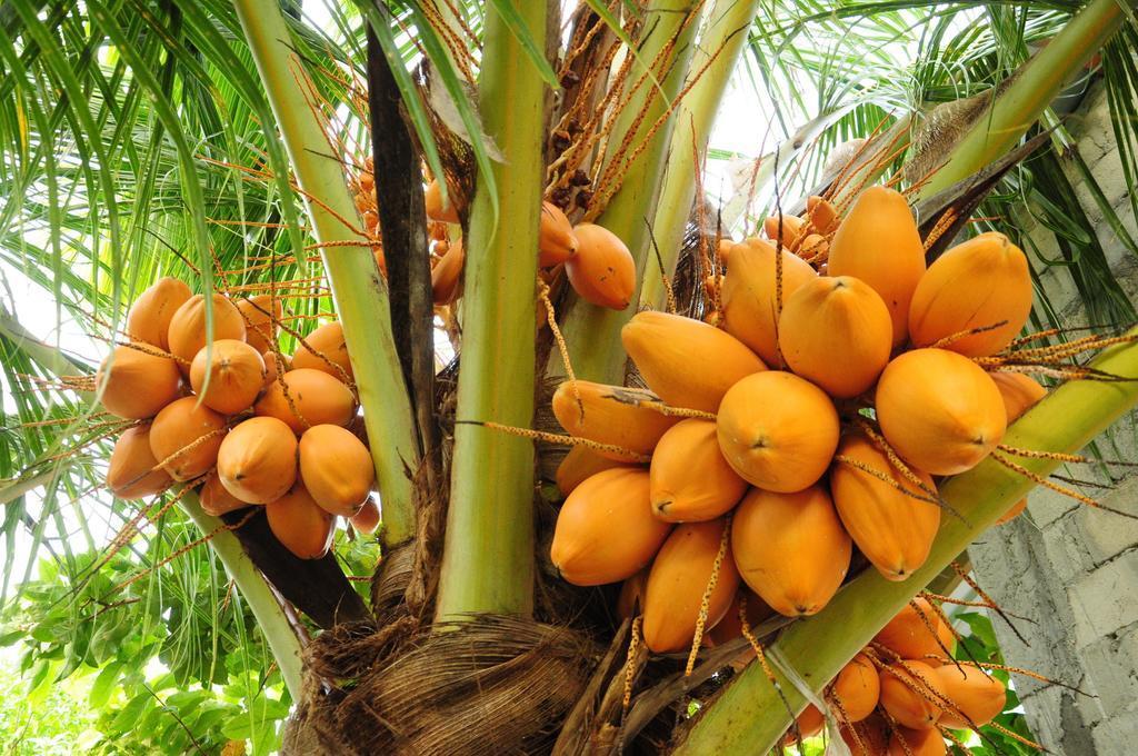 This is the image of the Dhon Fulhafi Inn #4