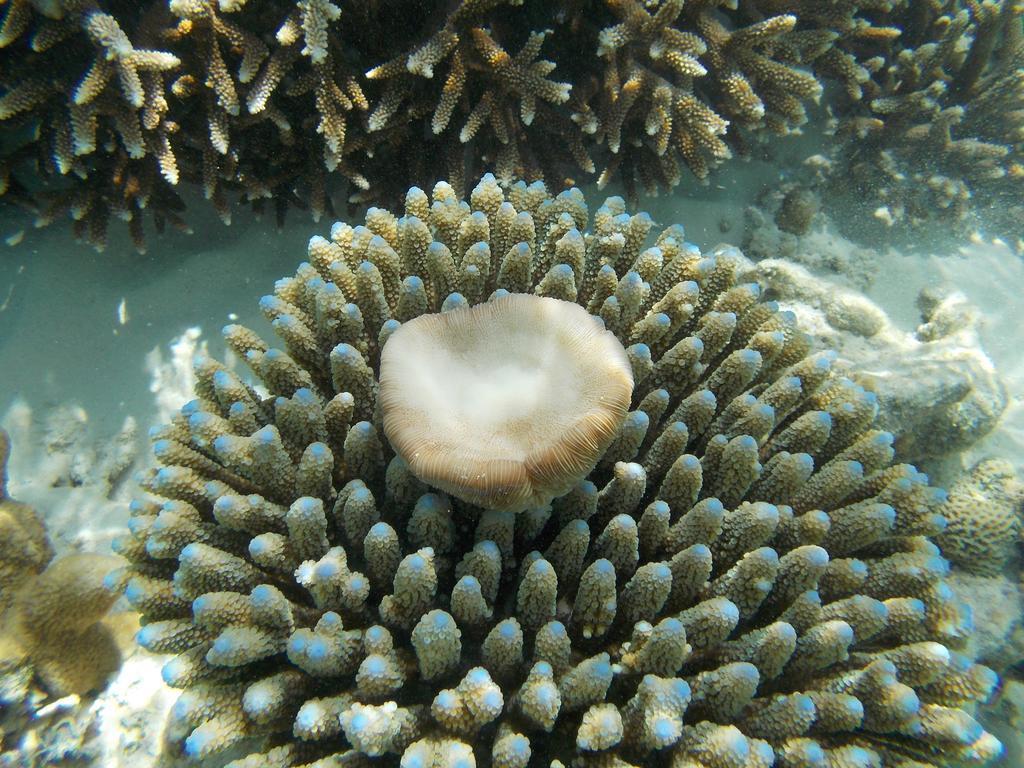 This is the image of the Dhon Fulhafi Inn #1